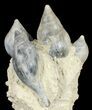 Giant Fossil Gastropod Cluster - France #38964-1